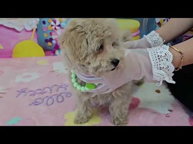 動画