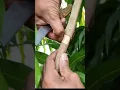 Download Lagu Mango tree grafting   Process explained