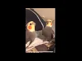 Lagu Cockatiels Singing Nonstop!