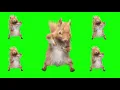 Dancing Squirrel Green Screen Template WITH SONG TikTok Meme