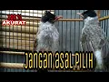 Download Lagu CARA MEMILIH BURUNG KUTILANG JANTAN DI LIHAT DARI BENTUK TUBUH
