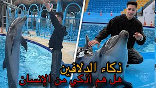 لن تصدق دولفين بيسمع الكلام وبيفهم اكثر من البشر    دندنها
