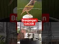 Download Lagu branjangan gacor isian #branjangan #branjanganparva #shortsfeed #shorts #kicaumania