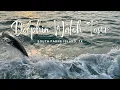Dolphin Watch Tour - South Padre Island