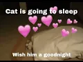 cat is going to sleep wish him goodnight