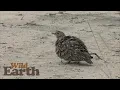 WildEarth - Sunrise