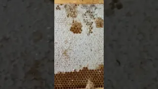 وضع برواز شمع عسل موالح على الميزان Place A Citrus Beeswax Frame On The Scale 