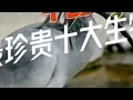 Lagu 中国最珍贵十大生物 #重庆美好推荐官 #动物世界 #中国