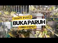 Download Lagu Terapi Pleci Ampuh Bikin Pleci Cepat Bunyi | Terapi Pleci