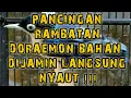 Download Lagu Pancingan Burung Rambatan Doraemon | Rambatan Doraemon | Burung Rambatan Doraemon | Rambatan