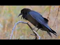 Female raven makes her territorial call - Anna