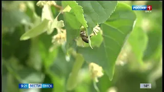 В Омске спилили молодые липы во время покоса травы