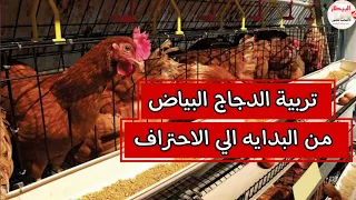 تربية الدجاج البياض من الألف الي الياء 