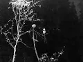 Darkthrone - To Walk the Infernal Fields