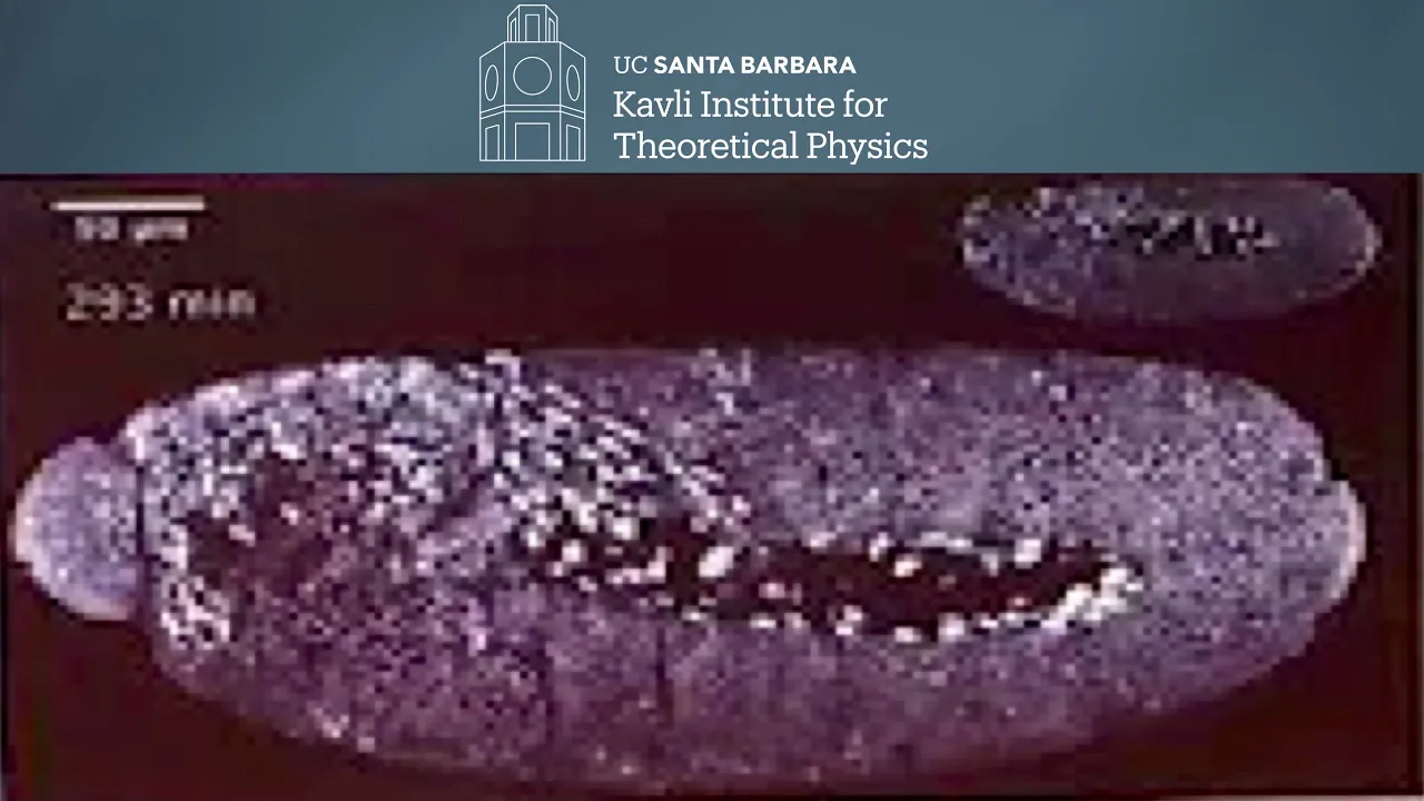 The Physics of Active Matter ▸ KITP Colloquium by Cristina Marchetti