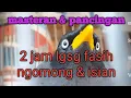 Download Lagu masteran jalak kebo cepat bisa ngomong al fatehah dan salam