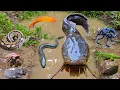 Download Lagu Spannend! Vang grote meervallen in het gat, slangenkopvissen, siervissen, palingen, schildpadden