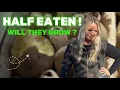 Potatoes Eaten Will They Grow Planting Potting Up Growing My Own Food Rats Again