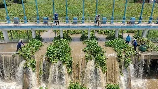 Remove Floating Plants Clogged Water Gate in River | Massive Cleanup