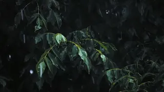 نسم علينا الهوى حسين الجسمي فيروز صباح الخير حالة واتس اب 