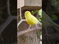 Download Lagu Vogelgeluiden | Vogelzang | Kanariezang