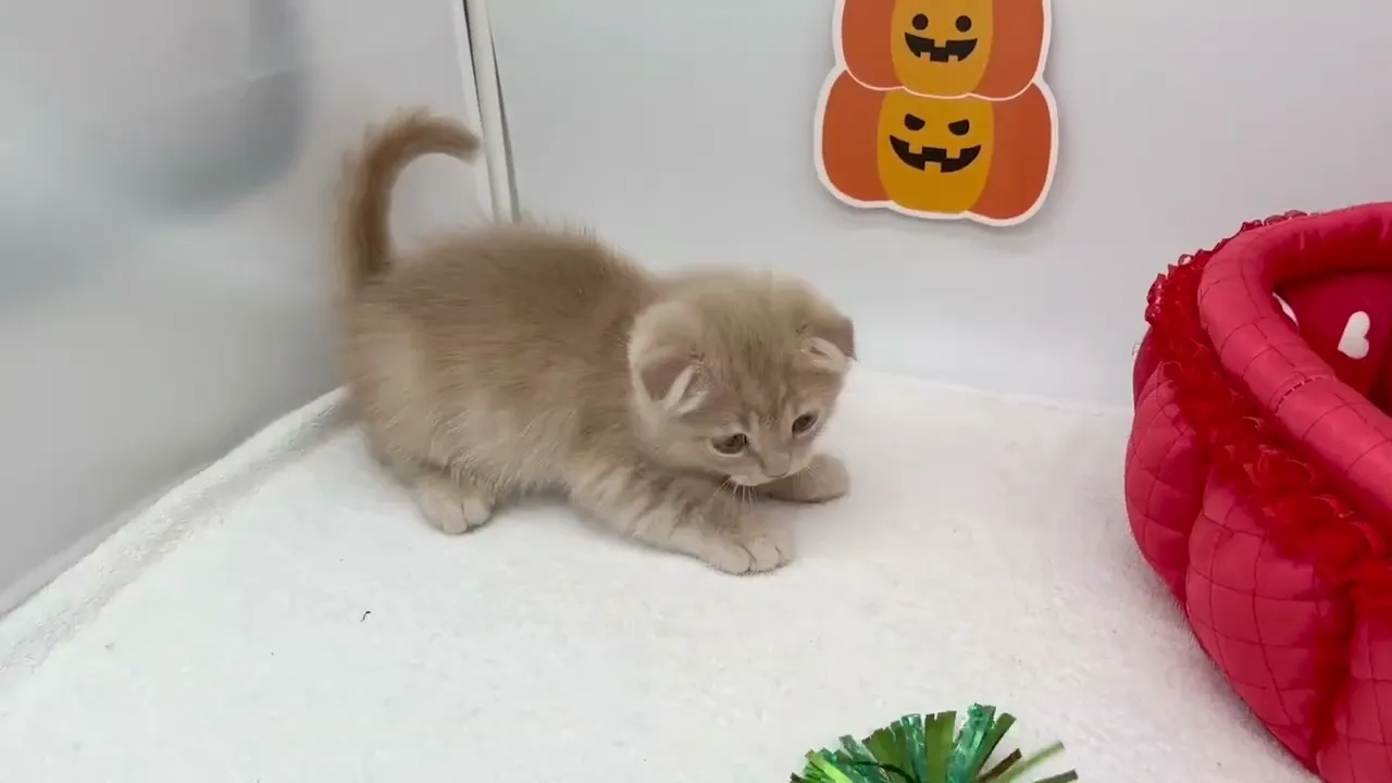 動画