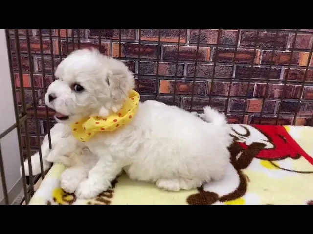 動画