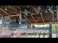 Download Lagu Rindik cover Umbin Gadung biar lebih sejuk dengan kicau burung