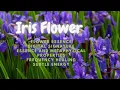 Iris Flower Essence Frequency - Energetic Signature