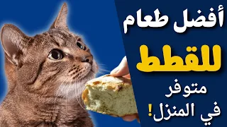 The Best Cheap Food For Cats 6 Integrated Meals With The Most Important Tips 