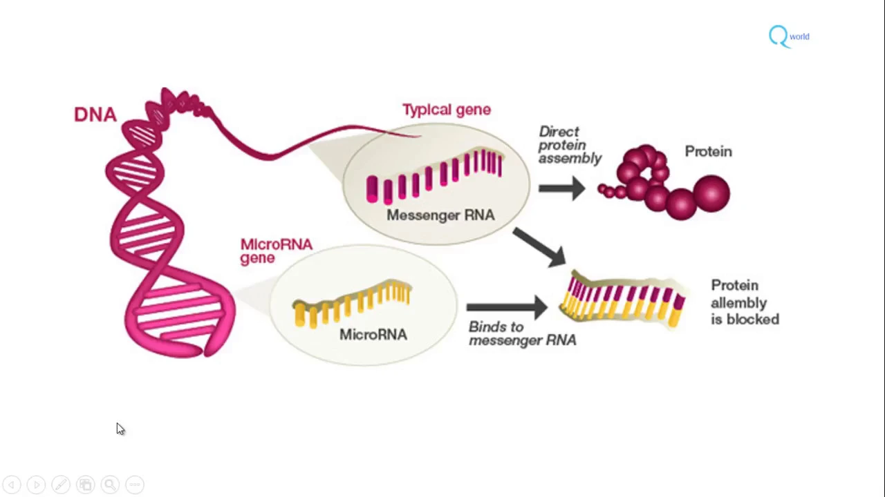 MicroRNA biogenesis, functions and role in diseases : Molecular Microbiology Tutorials