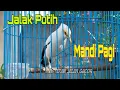 Download Lagu Pancingan Jalak Putih Jantan gacor Full Isian Tembakan - Masteran Jalak Gacor