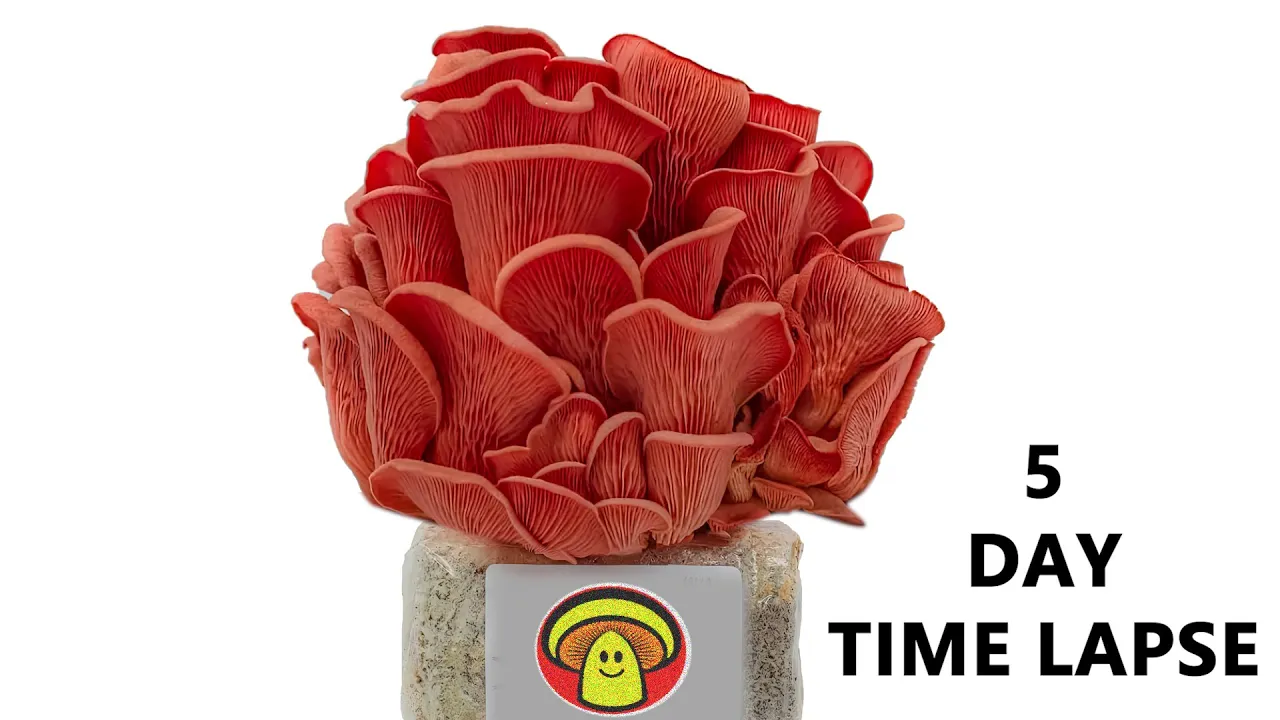 Growing Pink Oyster Mushroom on Masters Mix | 5 DAY TIME LAPSE