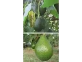 The start of a small Avocado orchard at Shamus O Leary s Tropical Fruit Trees