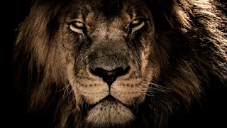 زمارة وادي الذئاب مراد علم دار جديد      محمد الشيخ   زمارة الدولة السىرمداوية دندنها