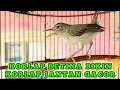 Download Lagu kolibri kelapa | wiceh | manggar | korlap betina gacor korlap betina bikin korlap jantan gacor