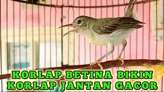 kolibri kelapa wiceh manggar korlap betina gacor korlap betina bikin korlap jantan gacor