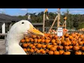 Download Lagu I took my duck to Pumpkins 🎃🦢