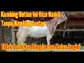 Download Lagu PENJELASAN TENTANG KAMBING BETINA BISA HAMIL TANPA KAMBING JANTAN