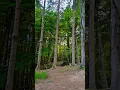 Download Lagu #naturelovers #holiday#forestofdean #london#swathireddyuk #shorts