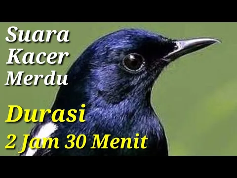 Download MP3 Suara Merdu Burung Kacer Mantap Untuk Isian Durasi 2 Jam 30 Menit.