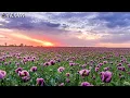 Download Lagu Best Bass Boosted Chill Mix 2022 🌺 Best Spring Chill Mix 🌺 Best Beats to Relax/Study/Sleep to