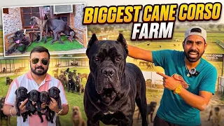 Bought New CANE CORSO - BEST CANE CORSO FARM IN INDIA