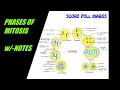 How to draw easily MITOSIS PHASES OF MITOSIS CELL DIVISION w -NOTES SCIENCE Step by step