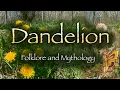 Dandelion. Folklore, Mythology and Symbolism of the Dandelion flower (Taraxacum)