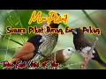Download Lagu Suara Pikat Burung Emprit Peking |Mix Sg Pulot