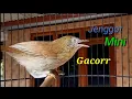 Download Lagu GACOR's mini baard