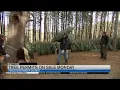 Christmas Tree permits are now available