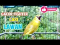 Download Lagu Pancingan pleci EFEKTIF Ampuh Merangsang PLECI Lain CEPAT NGALAS dan GACOR FIGHTER