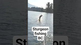 Sturgeon Jumping out of the water in Fraser River BC #fishing #bucketlist